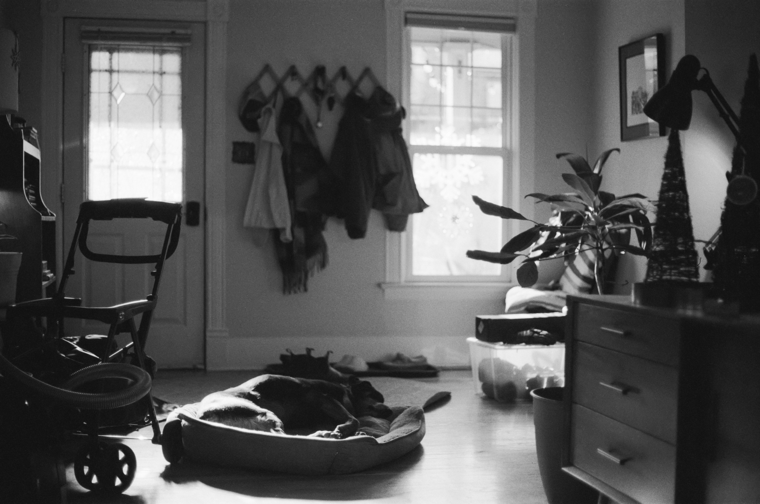 Black and white image of inside of house entryway. dog laying in bed at center, stroller to the left, drawers and plant leave on the right and light shining through the windows.