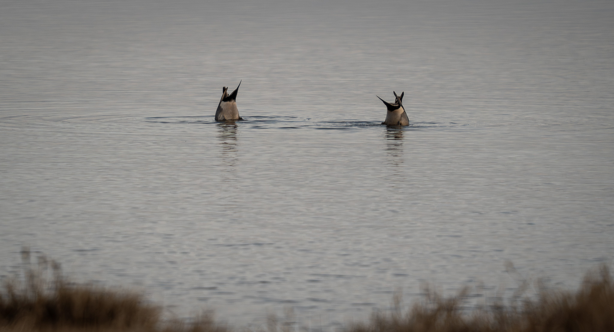 two ducks both with their heads underwater and tails in the air.